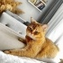 Ares