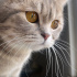 Duman