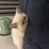 Misha