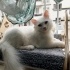 Pamuk