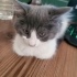 mochi