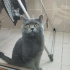 Duman