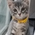 Safir