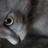 Duman