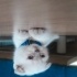 Kedi