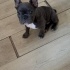 Buddy