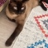 Zuzu
