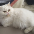 Pamuk