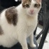 PATİ