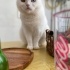 Aden