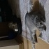 ciro