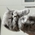 Pamuk