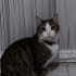 Paşa