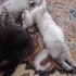 Tekir kedi Karamel ,...