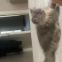 Chinchilla