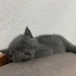 Kedi