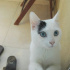 Pamuk