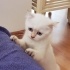 Sümbül pamuk