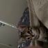 molly