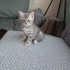 Duman