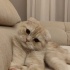 Muka