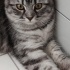 Güneş