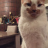 Pamuk