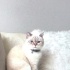 Pamuk