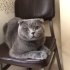 Oscar,pars