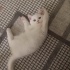 Pamuk