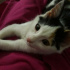 Pamuk