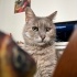 Bebo