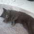 Lila