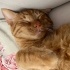 Simba