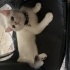Ares