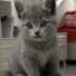Duman