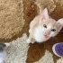 Simba