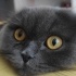 Karam
