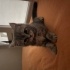 Blue Tabby