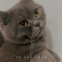 Duman