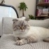 Pamuk