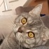 Misket