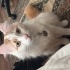 Susam