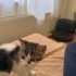 Rüya