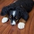 Bailey