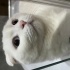 Casper