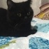 Orko