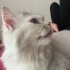 Gökçe