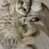 Miya