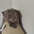 Mocha